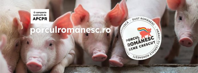 Purcei într-o fermă din România, imagine reprezentativă pentru campania Porcul Românesc susținută de APCPR.