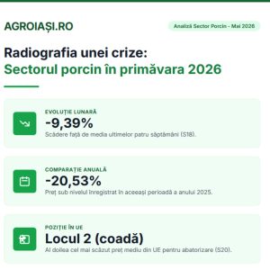 Infografic AgroIași.ro care prezintă scăderea prețurilor la carnea de porc, comparativ cu anul precedent și media UE.