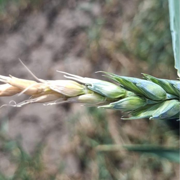 Detaliu macroscopic cu albirea spicului de grâu, unde se observă delimitarea clară dintre zona afectată uscată și cea verde, sănătoasă.