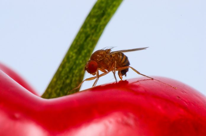 Insecta invadatoare Drosophila suzukii, cunoscută ca musculița asiatică a fructelor, atacând o cireașă roșie, coaptă și sănătoasă.