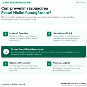 Infografic reguli biosecuritate prevenire pesta micilor rumegătoare AgroIași