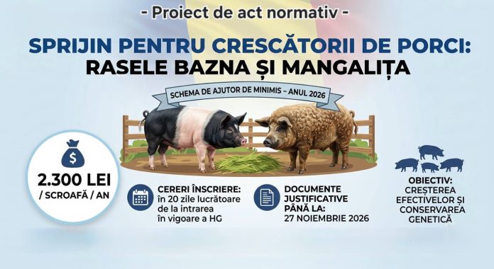 Ajutor de minimis de doua mii trei sute de lei pe scroafa pentru crescatorii de porci din rasele Bazna si Mangalita in anul doua mii douazeci si sase