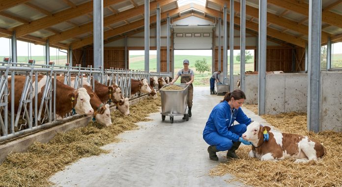 O specialistă în zootehnie verifică starea de sănătate a unui vițel pentru a asigura un nivel înalt de biosecuritate în ferme din România.