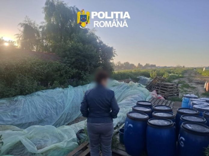 Inspectori DSVSA și Poliția Română verifică depozit ilegal de varză murată în Dâmbovița