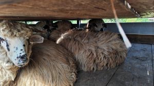 Prim-plan cu tineret ovin necrotaliat și neidentificat dintr-un transport de ovine oprit în trafi