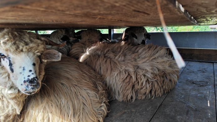 Prim-plan cu tineret ovin necrotaliat și neidentificat dintr-un transport de ovine oprit în trafi