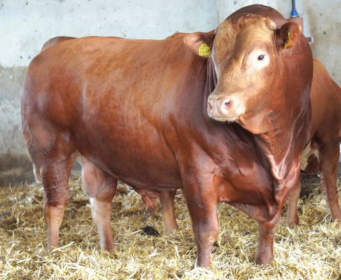 Taur Limousine de carne evaluat pentru programele de ameliorare genetică
