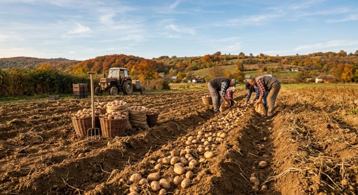 Producători cartof strângând recolta pe un câmp agricol toamna