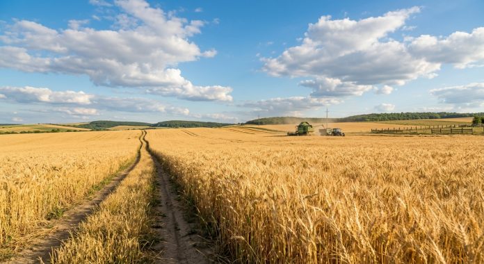 Producții record de cereale și lucrări de recoltare pe un câmp din România
