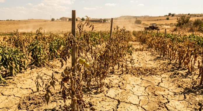 Urmările valurilor de căldură extremă asupra culturilor de legume din Europa, unde seceta prelungită amenință să declanșeze o criză alimentară fără precedent și scumpiri majore în piețe