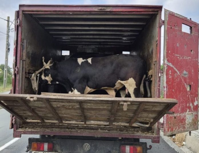 Bovine găsite într-o autoutilitară neautorizată de transporturi ilegale de animale depistată în județul Tulcea