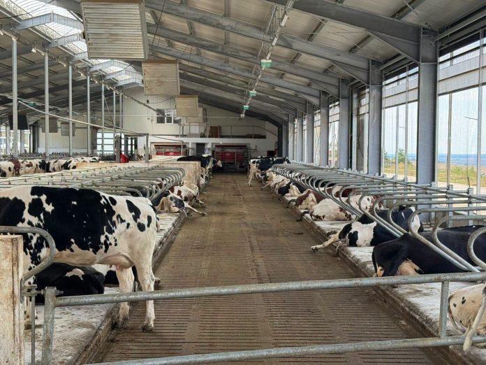 Interior din hala automatizată pentru o fermă de vaci de lapte din comuna Lespezi