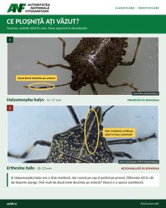 Detaliu comparativ între ploșnița brună marmorată și specia invazivă Erthesina fullo