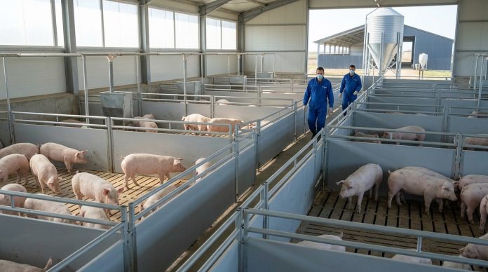 Crescători de porci verificând efectivele într-o fermă modernă pentru menținerea plăților din subvenții APIA