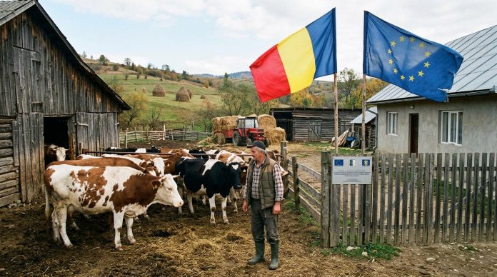Un crescător de bovine supraveghează cireada de vaci într-o fermă din România, având în fundal steagurile României și Uniunii Europene, alături de un panou informativ privind ajutoarele de stat.