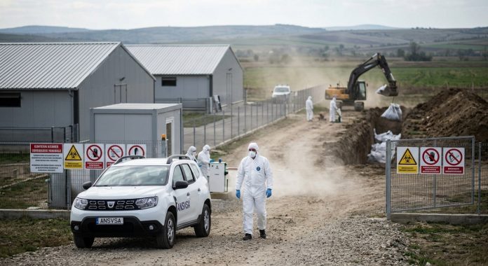 Echipaje ANSVSA în costume de protecție și utilaje acționând la o fermă din Buzău afectată de pesta porcină africană