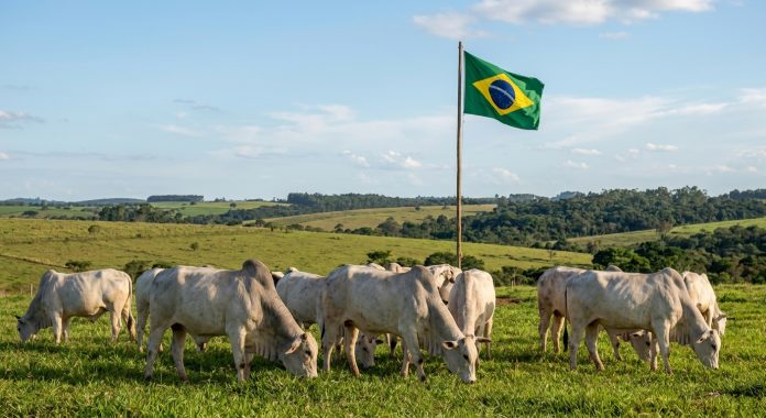 importuri carne vite din Brazilia în UE oprite din septembrie 2026