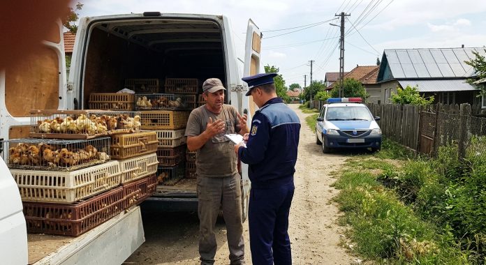 Comerciant ambulant explicând documentele de transport unui polițist lângă duba încărcată cu cusca de pui confiscați pe o uliță din Iași